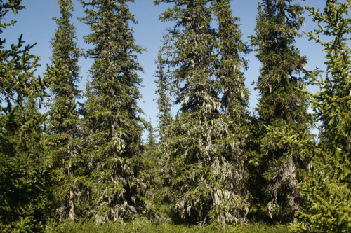 Mountain spruce forests