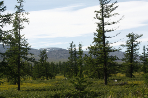 Mountain larch forests