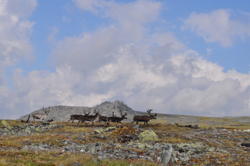 Wild reindeers