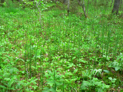 Large population of Cypripedium guttatum