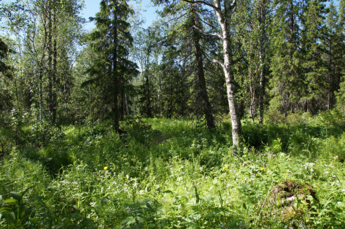 Forests in the floodplain of Missurica River