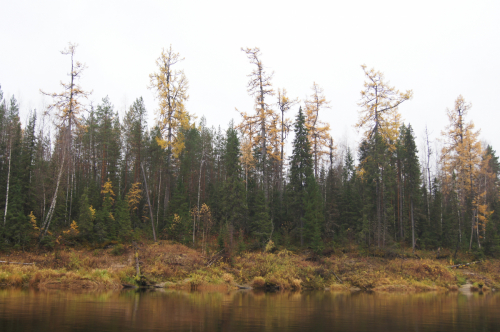 Trees of Larix sibirica at<br> the Pechora riversides<br> near Yaksha village