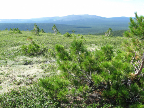 Young tree of Siberian Pine