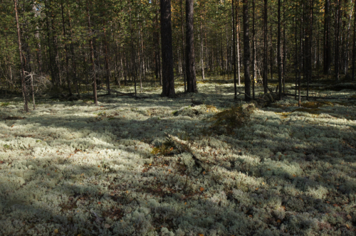 Intact lichen pine forest