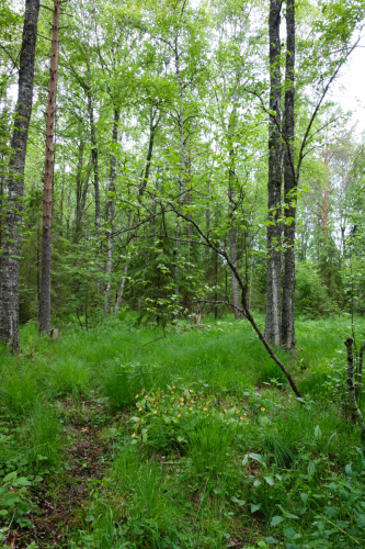 Skirt of mixed forest. Population of Cypripedium calceolus 