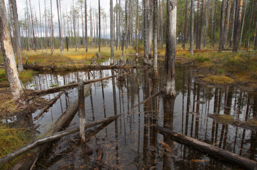 Edge of the Gusinoe mire