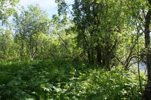 Willow stands on the<br> Missurica River  