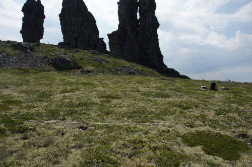 Permanent monitoring site in the intact mountain tundra