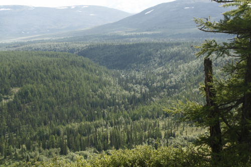 Submontane forests in <br>the Orlinyj camp area
