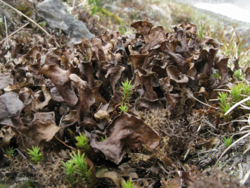 Arctocetraria andrejevii (Oxner) Kärnefeldt  Thell
