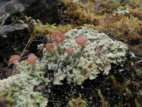 Baeomyces placophyllus Ach.