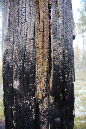 Carbonicola myrmecina