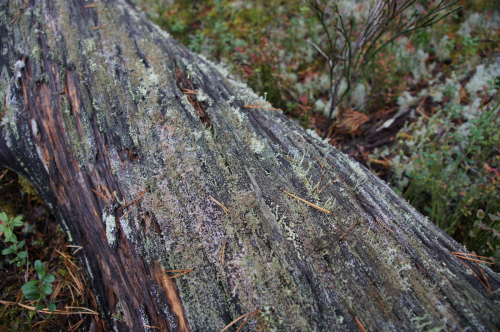 Cladonia parasitica