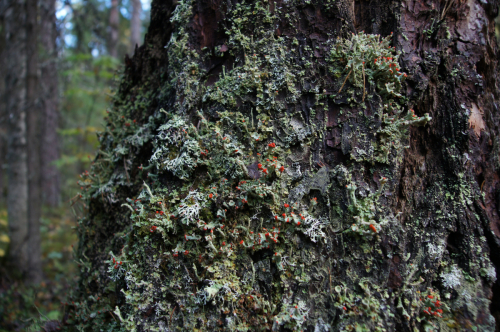 Cladonia polydactyla