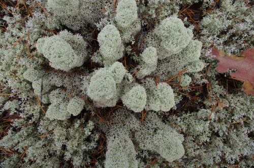 Cladonia stellaris