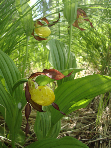 Cypripedium calceolus