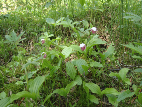 Cypripedium guttatum