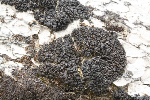 Enchylium polycarpon (Hoffm.) Otálora et al.