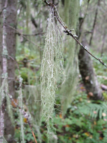 Evernia divaricata