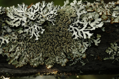 Hypogymnia austereodes (Nyl.) Räsänen