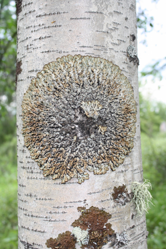 Hypogymnia bitteri (Lynge) Ahti