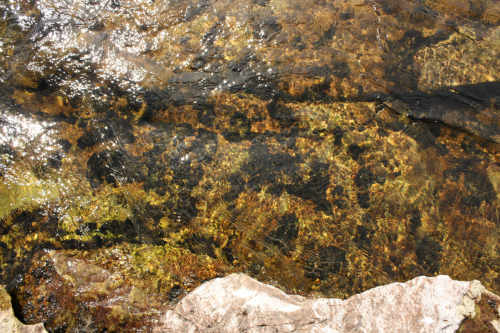 Lathagrium dichotomum (With.) Otálora, P.M. Jørg.  Wedin