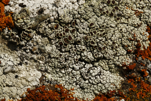 Lecanora campestris (Schaer.) Hue 