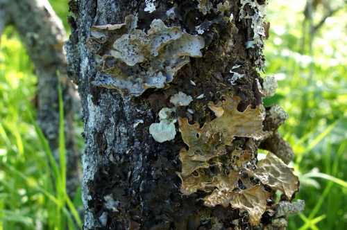 Lobaria hallii (Tuck.) Zahlbr.,Lobaria pulmonaria (L.) Hoffm,Lobaria scrobiculata (Scop.) DC.