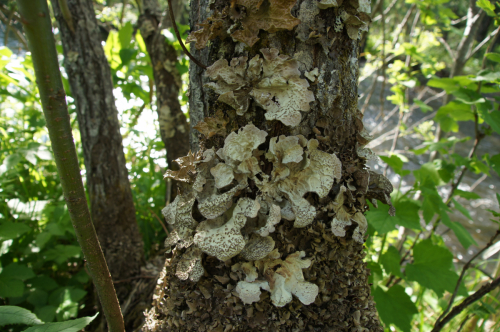 Lobaria scrobiculata (Scop.) DC.