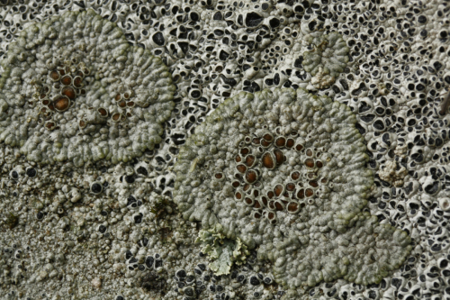 Lobothallia melanaspis (Ach.) Hafellner