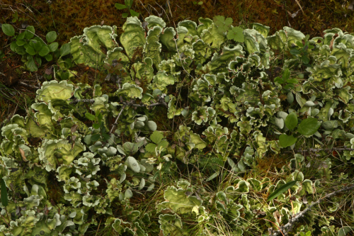 Nephroma arcticum (L.) Torss