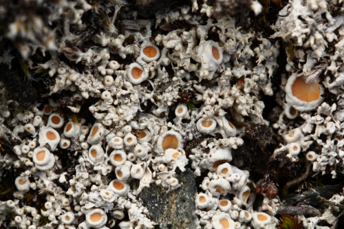 Ochrolechia frigida (Sw.) Lynge