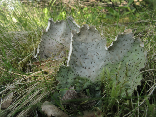 Peltigera latiloba Holt.-Hartw.