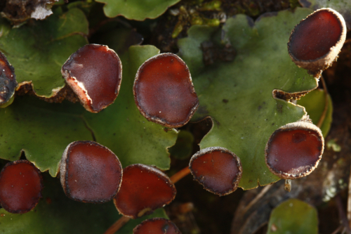 Peltigera venosa (L.) Hoffm.