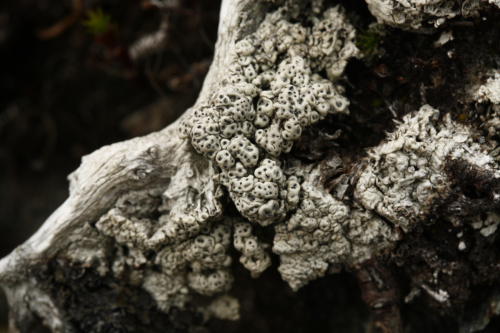 Pertusaria coriacea (Th.Fr.) Th.Fr.