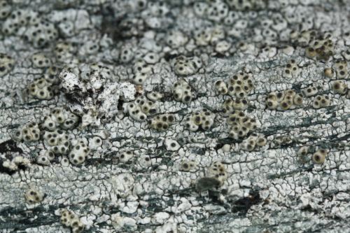 Pertusaria globulata <br>Oksner  Volkova