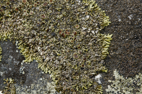 Phaeophyscia endococcina (Körb.) Moberg