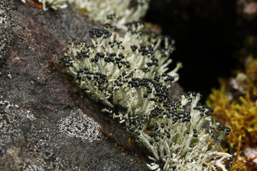 Pilophorus robustus Th. Fr.