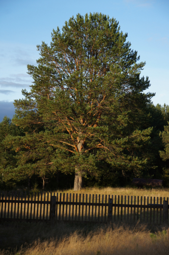 Pinus sibirica