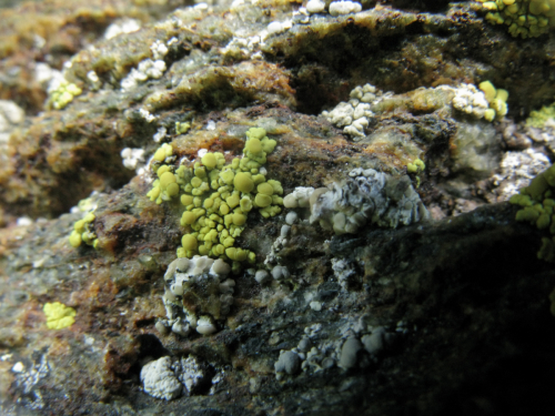 Pleopsidium chlorophanum (Wahlenb.) Zopf 