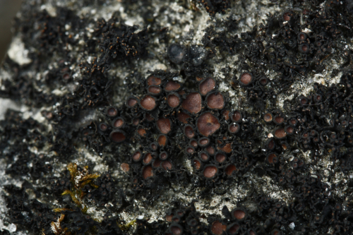 Polychidium muscicola (Sw.) Gray