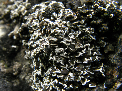 Psora himalayana (C. Bab.) Timdal.