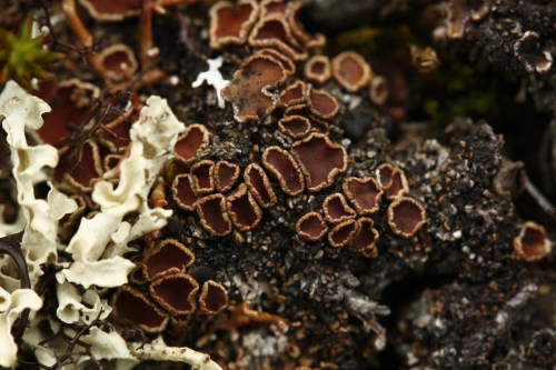 Psoroma cf. hypnorum (Vahl) Gray 