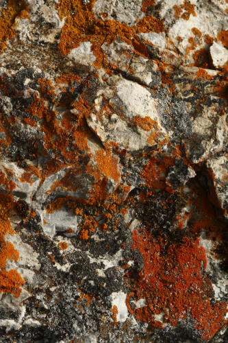 Rusavskia cf. elegans (Link) S.Y. Kondr.  Kärnefelt