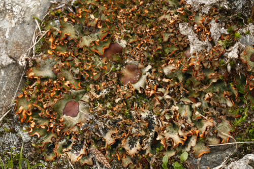 Solorina crocea (L.) Ach.