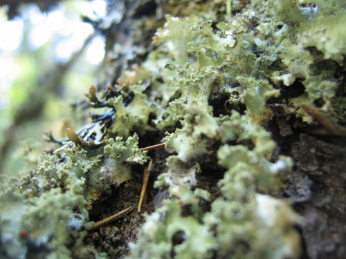 Tuckneraria laureri