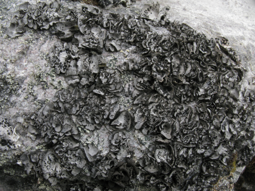 Umbilicaria cylindrica (L.) Delise ex Duby