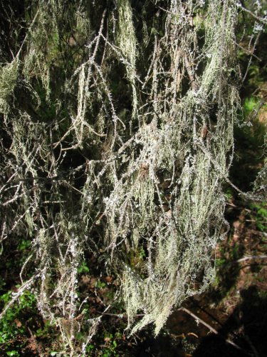 Usnea dasypoga