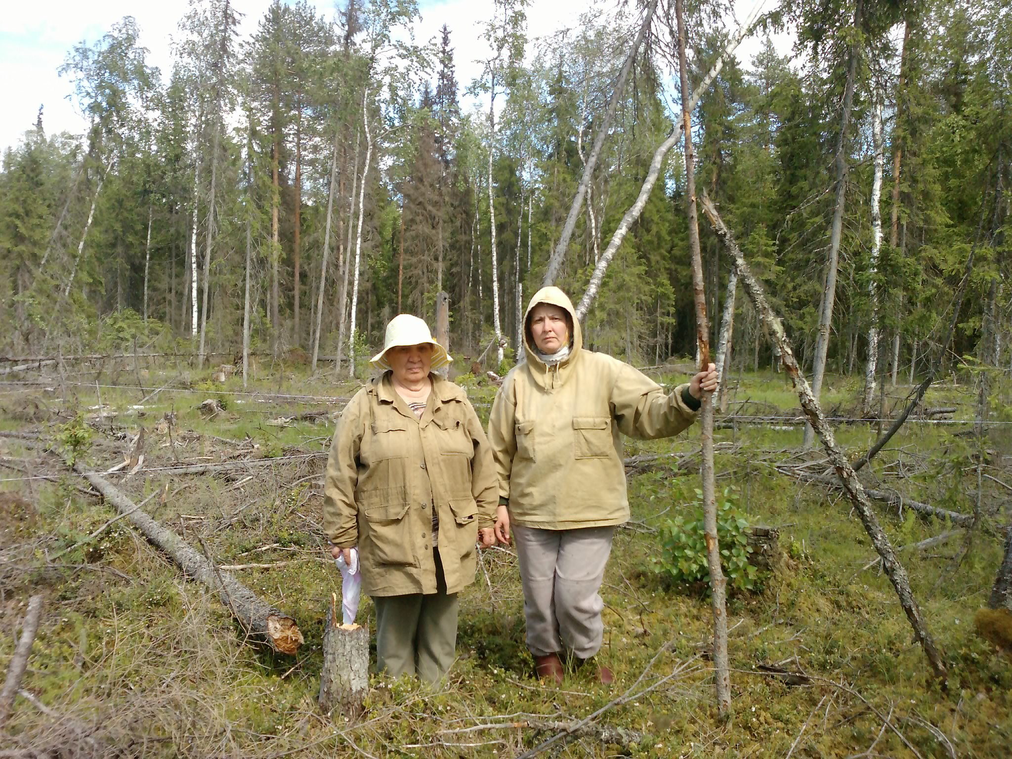 Чернамский стационар. Работа на вырубке с Н.В. Лихановой.